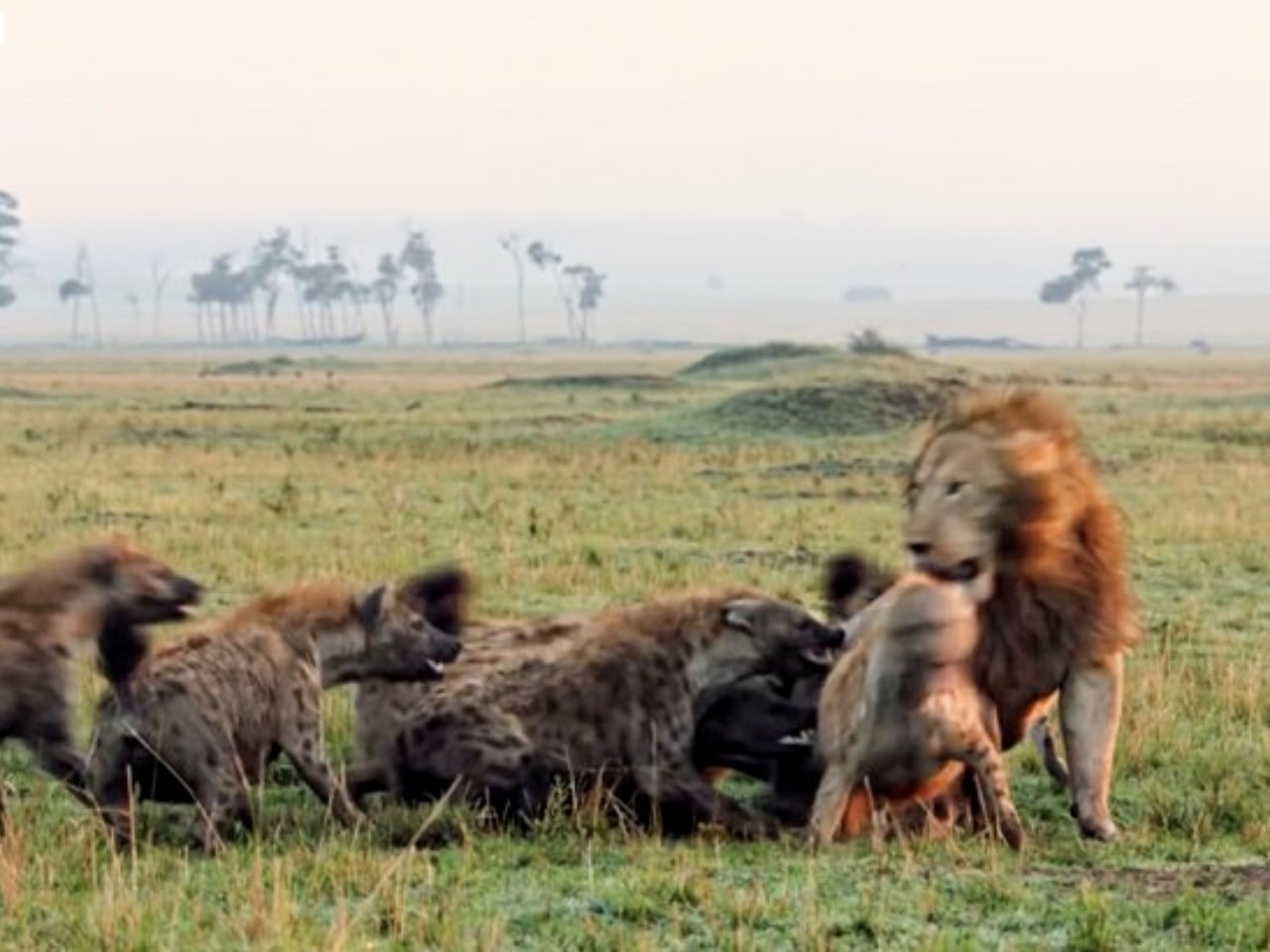 Saling Bertikai, Ternyata Singa Ogah Memakan Hyena, Ini Penyebabnya!