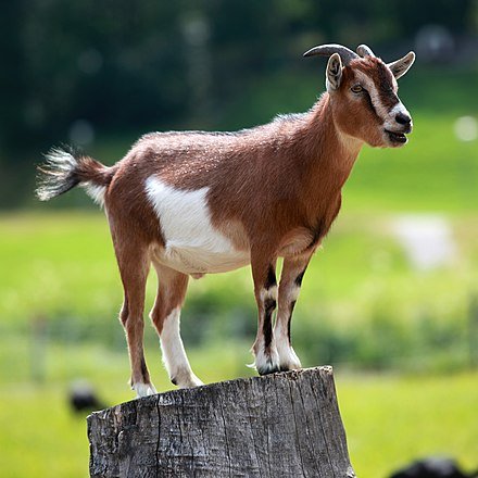 Kurban Sapi Patungan atau Kambing Sendiri, Mana yang Utama?