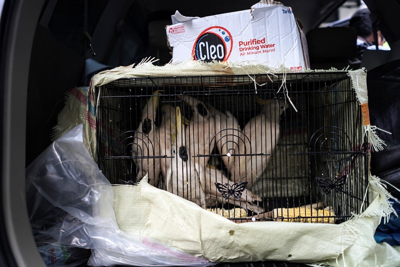 Tujuh Ekor Burung Kakak Tua Jambul Kuning Selamat dari Perdagangan Ilegal, Dua Pelaku Ditangkap