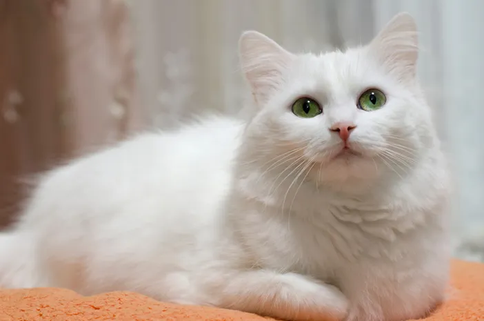 Waspada, Virus Mematikan Ini Sedang Mengancam Kucing