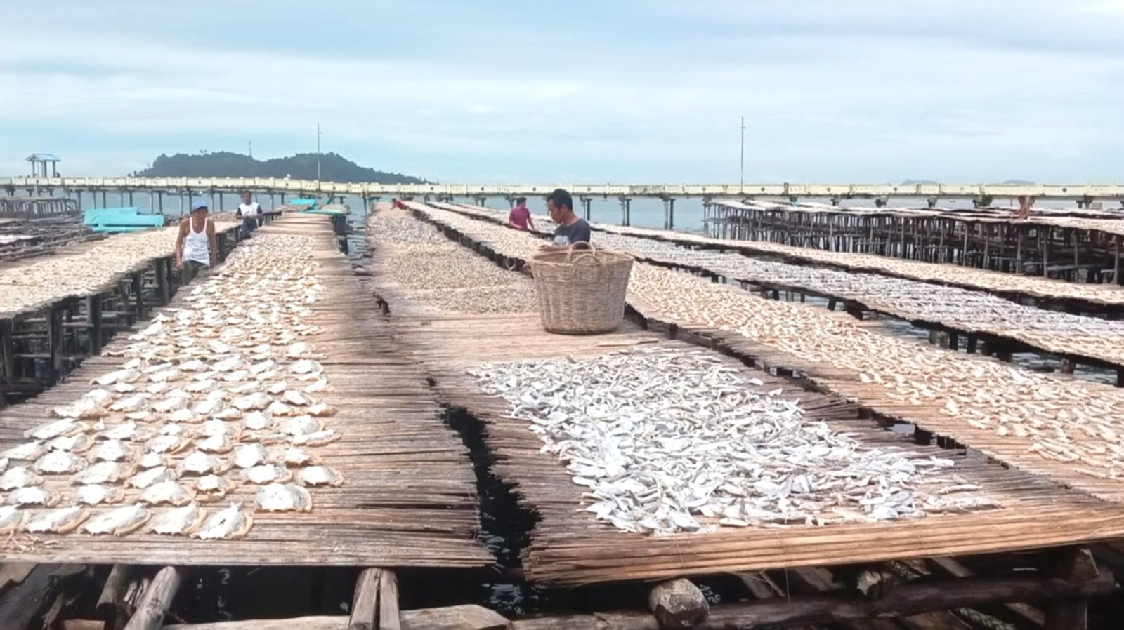 Pengusaha Ikan Asin di Kota Sibolga Keluhkan Cuaca Ekstrem