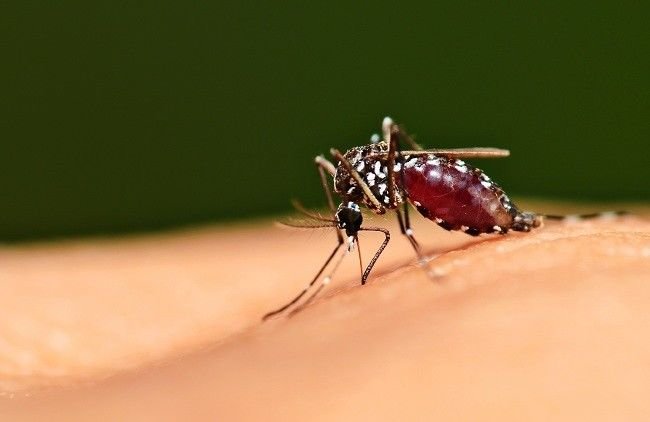 Melirik ‘Perang’ Nisel dengan Malaria dan DBD