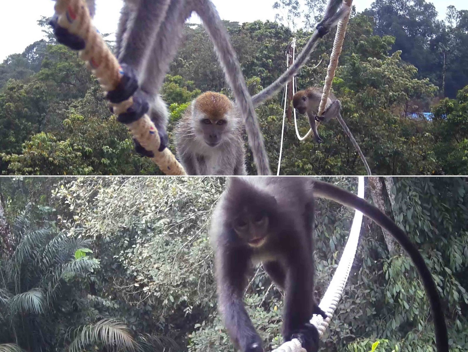 PTAR Persentasekan Jembatan Arboreal untuk Primata di APS
