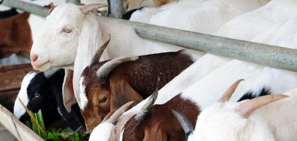 7 Keutamaan Berkurban di Hari Raya Idul Adha: Ibadah Sosial Penuh Makna