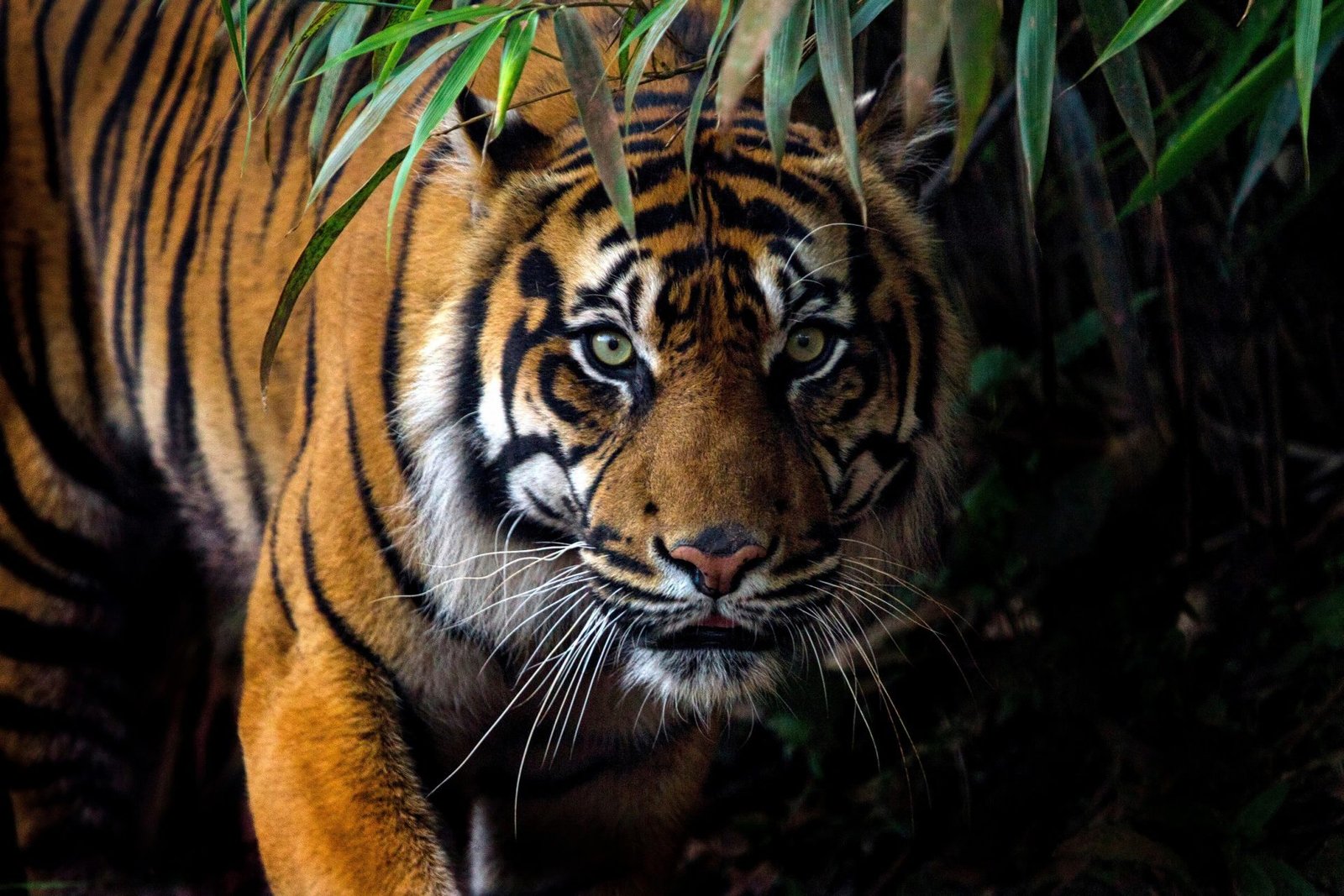 Anak Harimau Sumatera Tewas Ditabrak di Jalinsum Parapat, Polisi Olah TKP