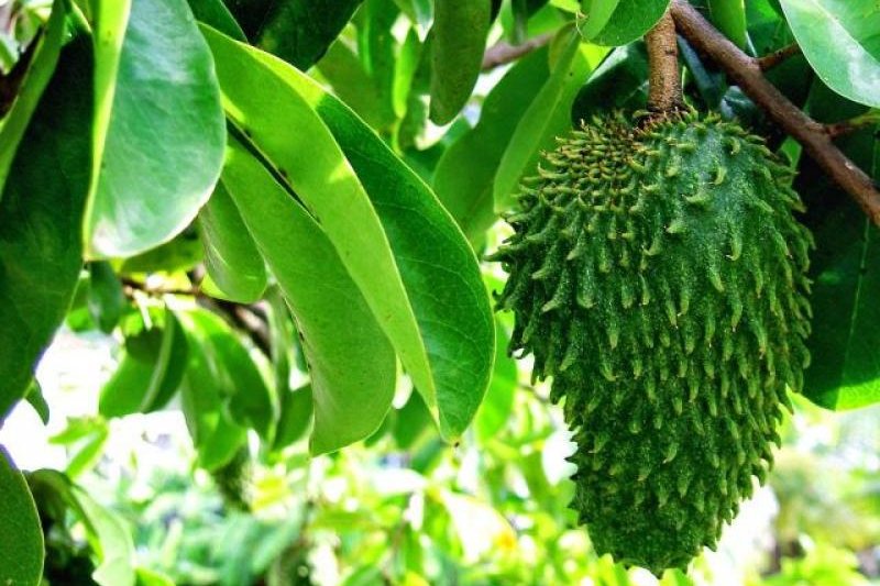 Daun Sirsak: Dalam Negeri Dibuang, Jadi 