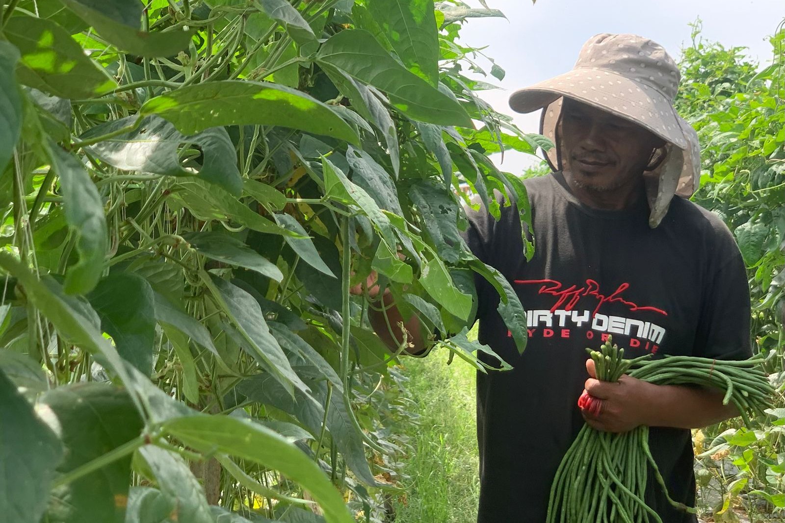 Memanfaatkan Halaman Sempit Jadi Kebun, Mantan Pekerja PHK di Medan Raup Rp 4 Juta dari Panen Kacang Panjang