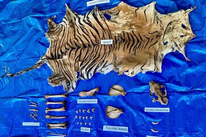 Perdagangan Kulit Harimau Sumatra Terbongkar di Aceh! Polda Tangkap Pelaku di Nagan Raya, Barang Bukti Mengerikan Disita!