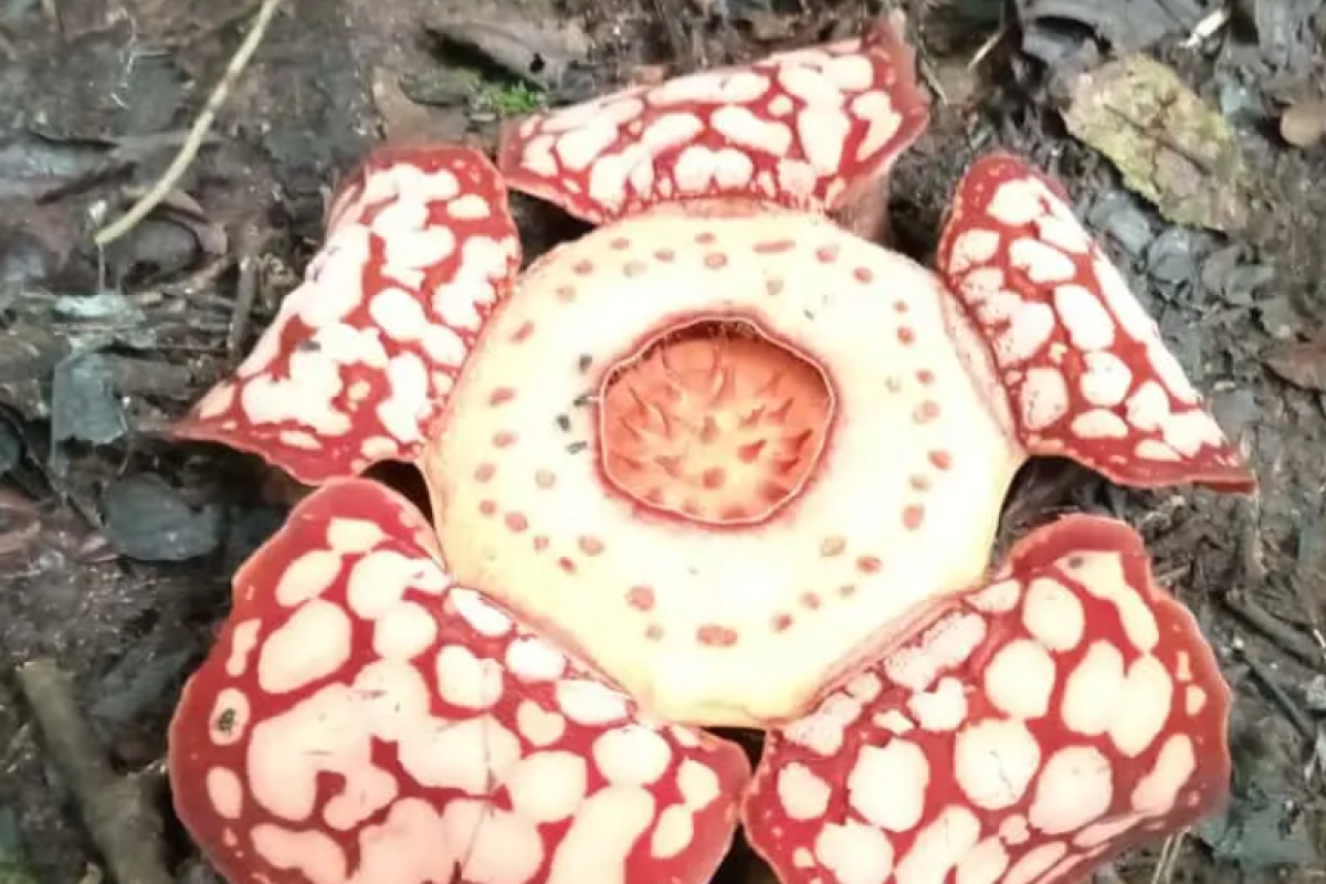 Penampakan Rafflesia Hasseltii Bunga Langka Unik dari Sumatera