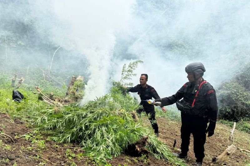 Brimob Polda Sumut Musnahkan 10 Hektare Ladang Ganja di Perbukitan Mandailing Natal
