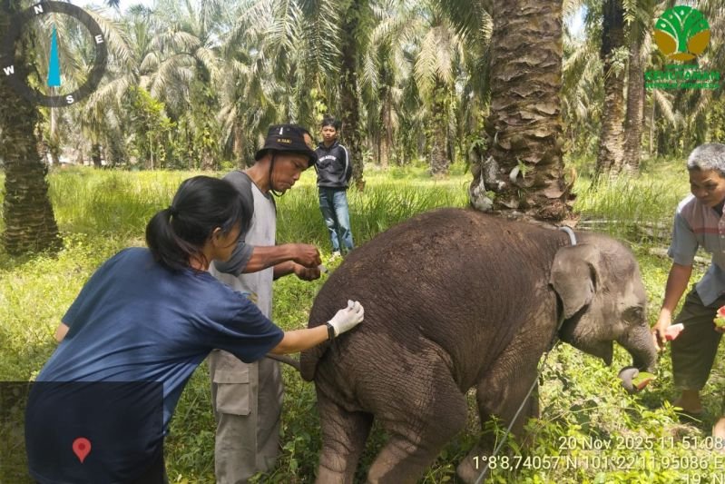 Anak Gajah Bernama Laila Mati di Pusat Konservasi Sebanga, BKSDA Riau Lakukan Nekropsi