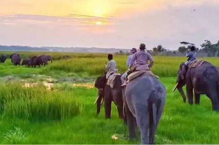 Gara-gara Konflik Gajah Liar, Taman Nasional Way Kambas Ditutup Sementara