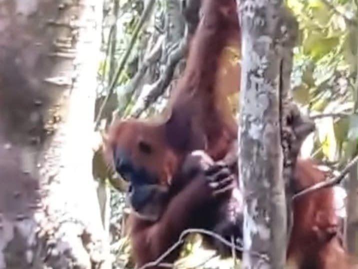 Orangutan 'Pesek' di TNGL Langkat Melahirkan Anak Ketujuh, Bukti Sukses Rehabilitasi Satwa