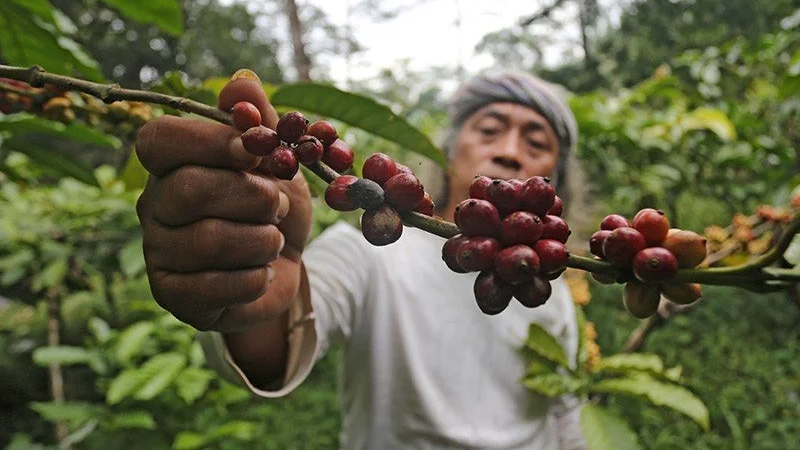 GJI Dorong ‘Huta Kopi’ Jadi Pusat Branding Kopi Tapanuli Selatan ke Pasar Global