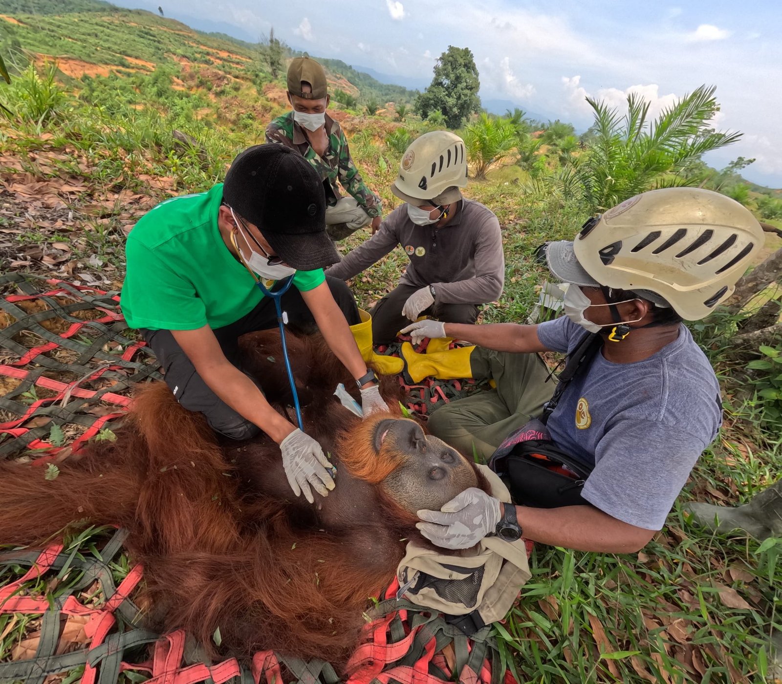 BBKSDA, BBTNGL dan YOSL-OIC Evakuasi dan Transloksi Orangutan Sumatra Jantan 25 Tahun ke Taman Nasional Gunung Leuser
