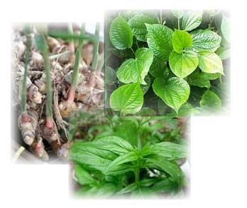 Herbal Terbaik Atasi Pilek pada Anak dan Lansia ala Hembing