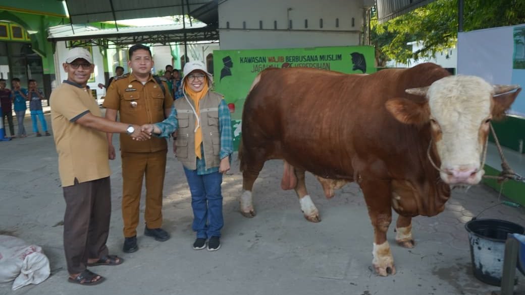 Sapi Kurban Ras Simental 846,5 Kg dari Presiden Prabowo untuk Masyarakat Asahan