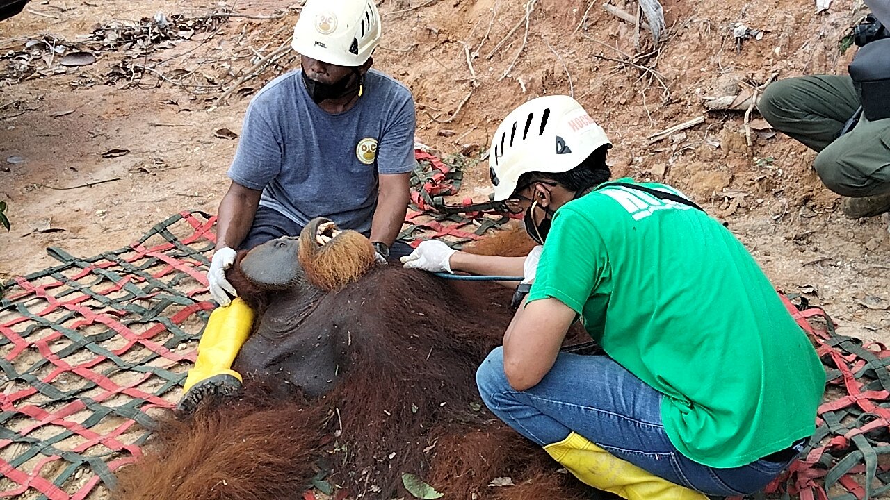 BBKSDA Sumut Rescue dan Translokasi Satu Individu Orangutan Sumatra di Langkat