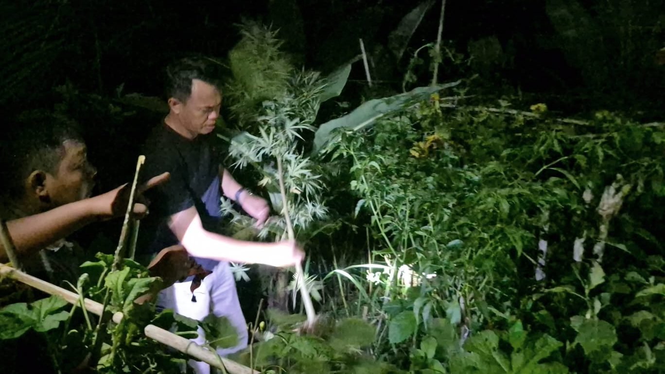 40 Batang Ganja Setinggi 2 Meter Tanaman Warga Tanjung Morawa Disita Polisi