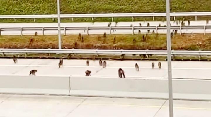 Viral Gerombolan Monyet Berkeliaran di Tol Indrapura-Kisaran Sumut, Pengelola Turun Tangan