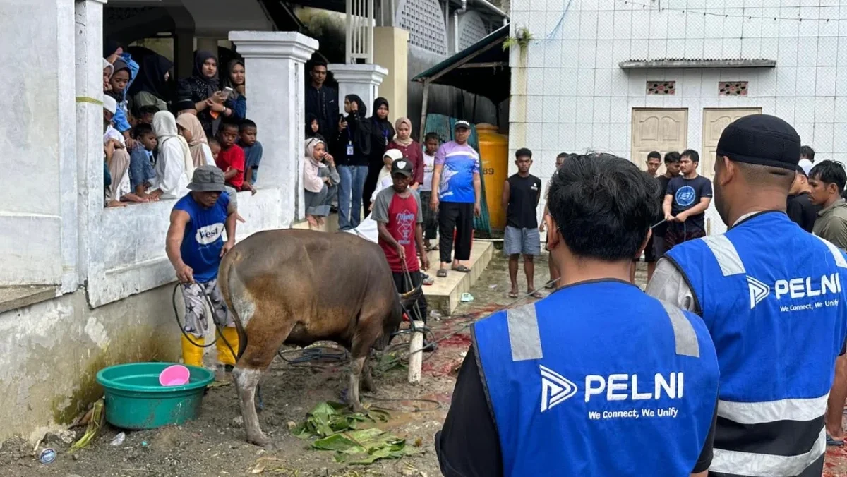 PELNI Salurkan Hewan Kurban Iduladha 1447 H ke Sejumlah Daerah, Perkuat Kepedulian Sosial