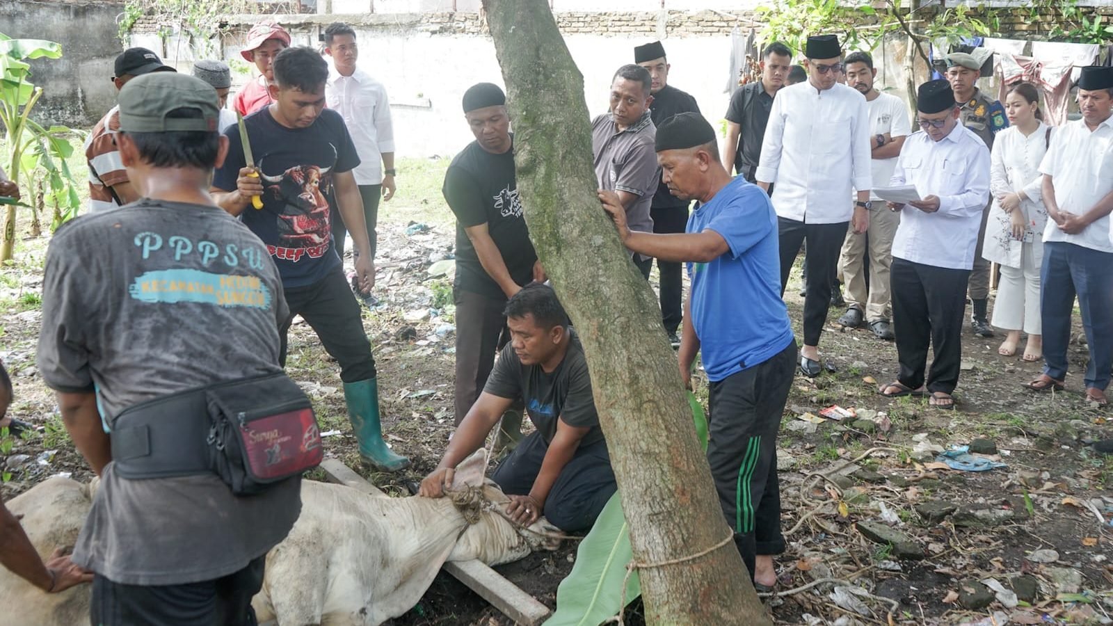 Hewan Kurban di Medan pada Iduladha 1447 H Mencapai 10.586 Ekor