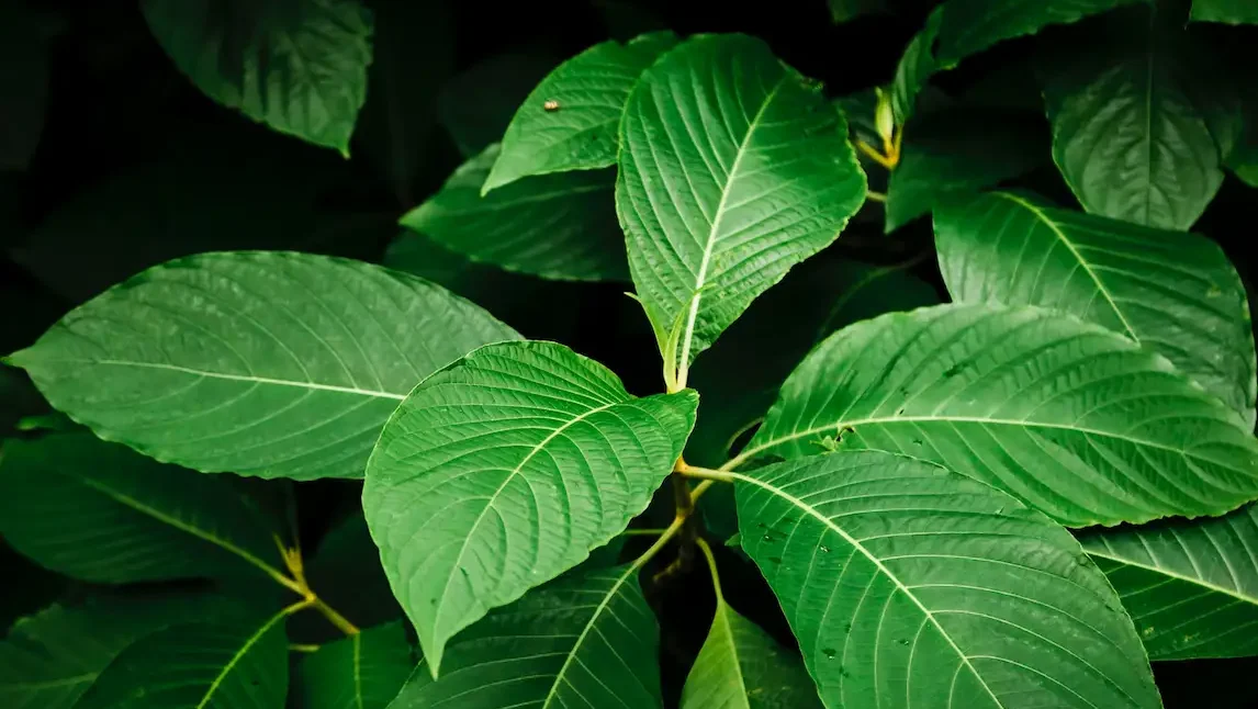 Diburu AS, Daun Kratom Diteliti Mujarab Obati Diabetes