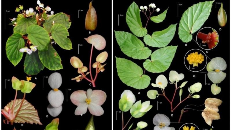 29 Spesies Baru Flora Indonesia Diungkap Peneliti BRIN