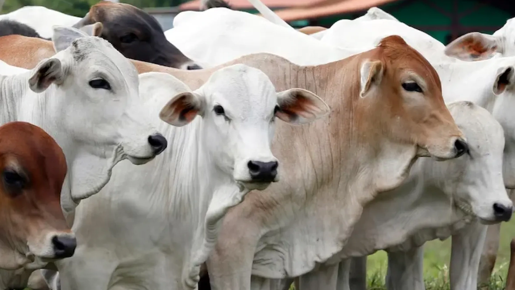 Kebutuhan Hewan Kurban Medan Tembus 10.586 Ekor, Sapi Masih Jadi Primadona Idul Adha 2026