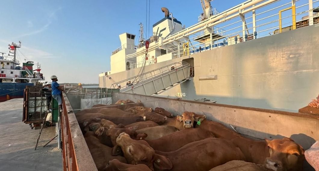 142.496 Ekor Sapi Iduladha 2026 Masuk Lewat Pelabuhan Pelindo