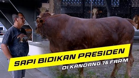 Prabowo Beri 34 Sapi Kurban Iduladha untuk Sumatera Utara
