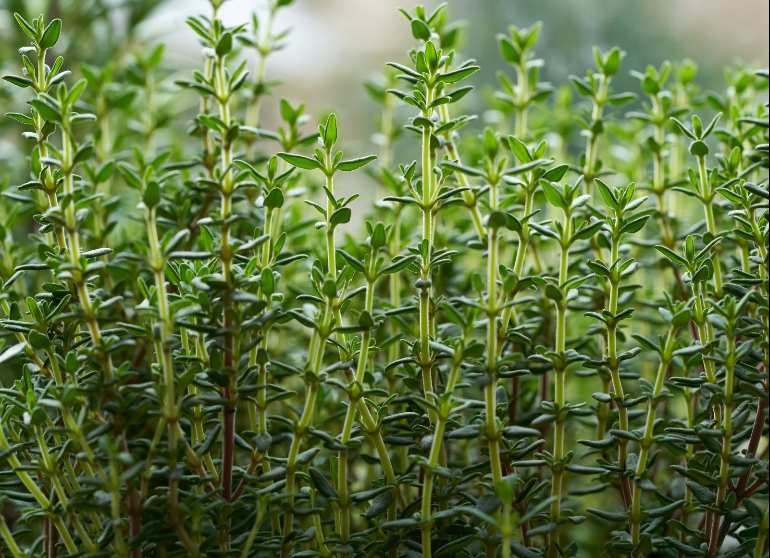 Daun Timi Jadi Rebutan Warga Italia dan Jepang di RI Berlimpah