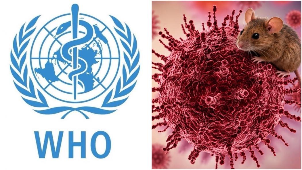 Warning! WHO Siapkan Protokol Darurat Usai Wabah Hantavirus di Kapal Pesiar