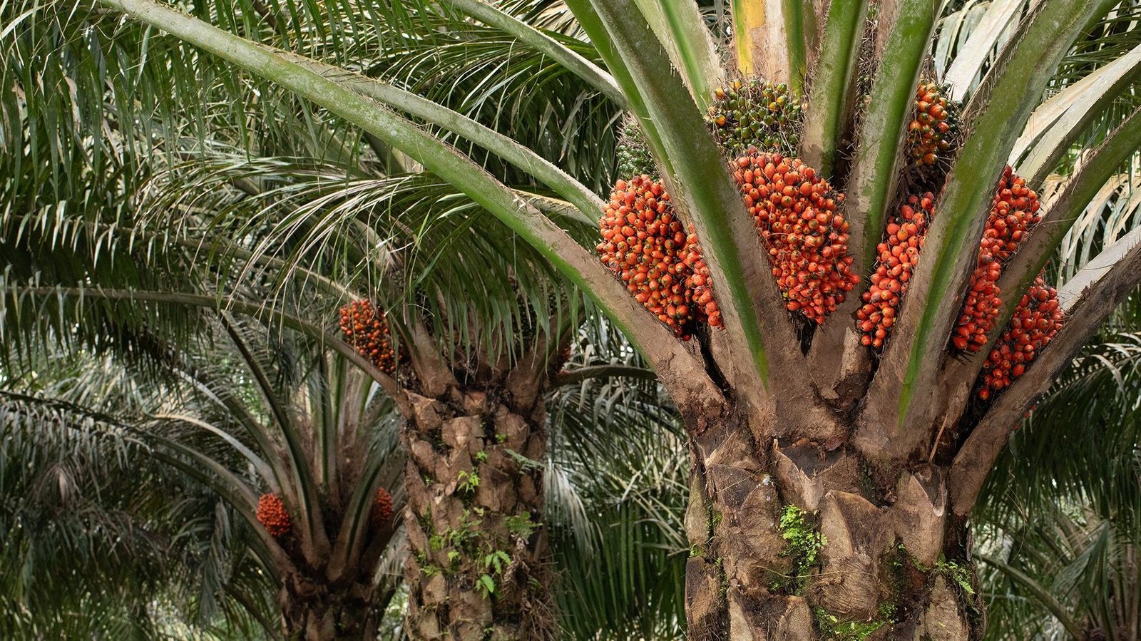 Rekam Jejak Positif dan Negatif Musim Mas si Korporasi Kelapa Sawit Terintegrasi Global