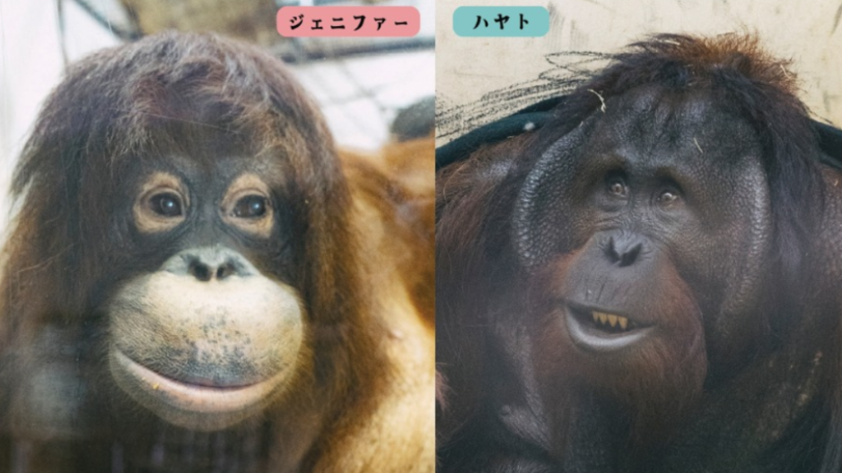 Orang Utan Jennifer Taman Safari dan Hayato Lahir di Jepang Dipertemukan