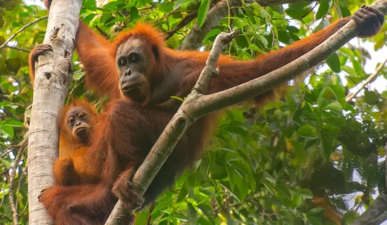 Banjir di Sumatra menewaskan 58 Orangutan Tapanuli yang Paling Langka di Dunia