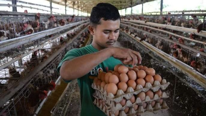 Oversupply, Harga Telur di Peternak Anjlok