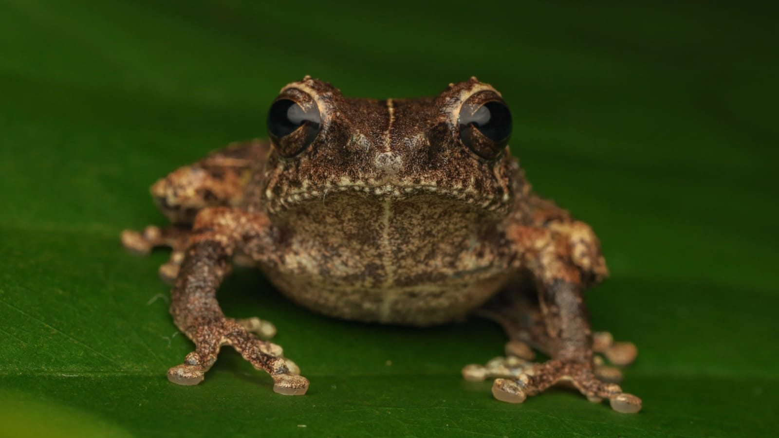 BRIN Identifikasi Spesies Baru Katak Semak Endemik Jawa
