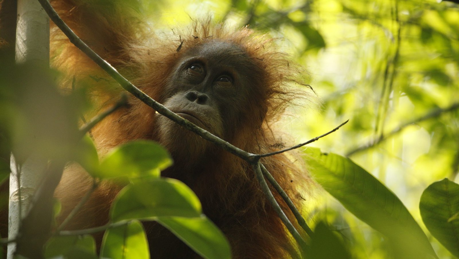 Program Konservasi YEL di Harangan Tapanuli Raih Dukungan Satellites for Biodiversity Award