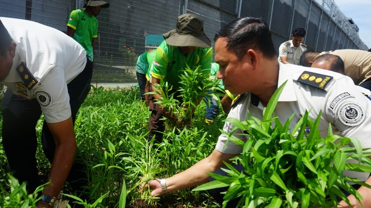 Lapas Kelas I Medan Panen Kangkung dan Terong, Warga Binaan Dibekali Keterampilan Pertanian untuk Dukung Ketahanan Pangan