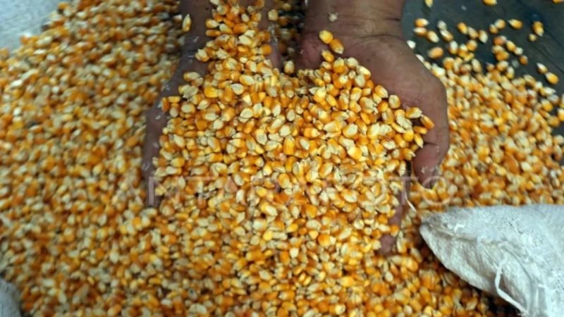Bulog Sumut Salurkan 930 Ton Jagung SPHP, Harga Rp 5.000/Kg