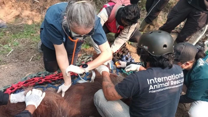Kisah Pilu Sempurna, Orang Utan Kalimantan yang Tak Terselamatkan dari Paparan Asap