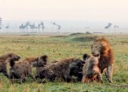 Saling Bertikai, Ternyata Singa Ogah Memakan Hyena, Ini Penyebabnya!