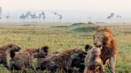 Singa dan Hyena selalu berseteru saat bertemu di hutan. Tetapi, tahu tidak bahwa Singa ogah memakan Hyena meski berhasil diburu. Foto: Istimewa