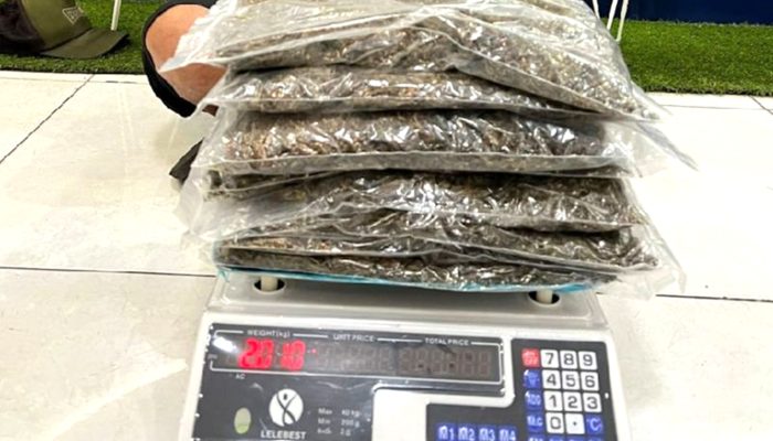 Ganja Asal Sumut Digagalkan Bea Cukai dan BNNP di Makassar