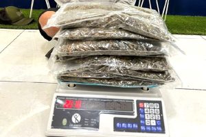Ganja Asal Sumut Digagalkan Bea Cukai dan BNNP di Makassar