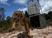 2 Ekor Harimau Sumatera Dilepas ke Habitatnya di TNGL, Semoga Hidup Damai!