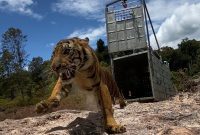 Ilustrasi - Seekor Harimau Sumatera (Panthera tigris sumatrae) bernama Suro dilepasliarkan ke TNGL. Foto: Dok. Kementerian LHK