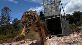 Ilustrasi - Seekor Harimau Sumatera (Panthera tigris sumatrae) bernama Suro dilepasliarkan ke TNGL. Foto: Dok. Kementerian LHK