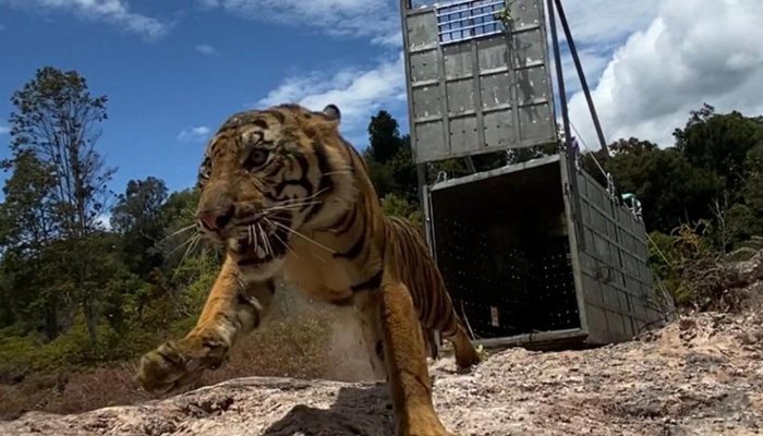 2 Ekor Harimau Sumatera Dilepas ke Habitatnya di TNGL, Semoga Hidup Damai!